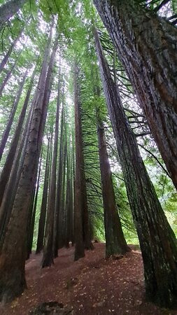 The Redwoods-Beech Forest必去景点