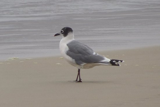 Humedal Laguna Conchali-Los Vilos必去景点