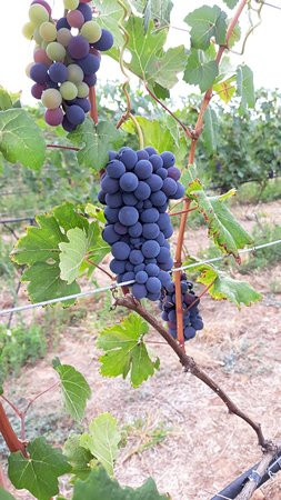 Pireneus Vinhos e Vinhedos-Cocalzinho de Goias必去景点