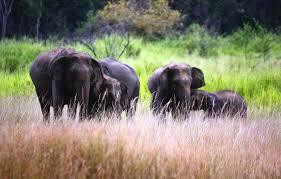 Vogue Tours Sri Lanka - Day Tours景点图片