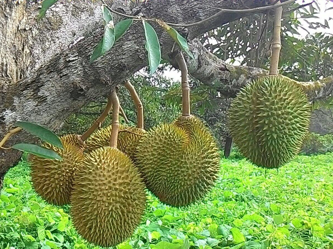 Karak Organic Durian Farm景点图片