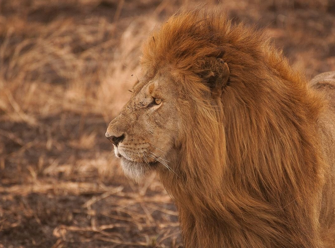 Ayo Jenga Safari景点图片