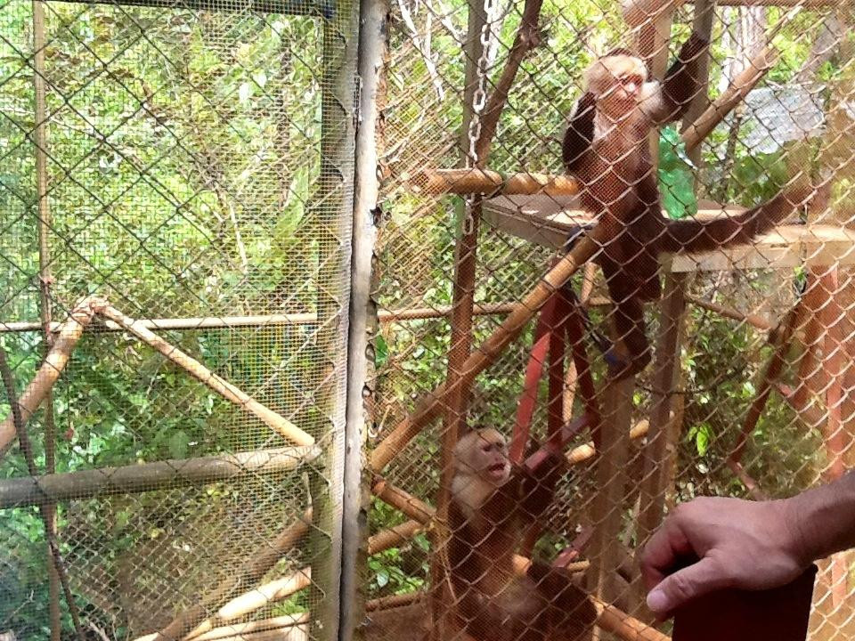 Kids Saving the Rainforest景点图片