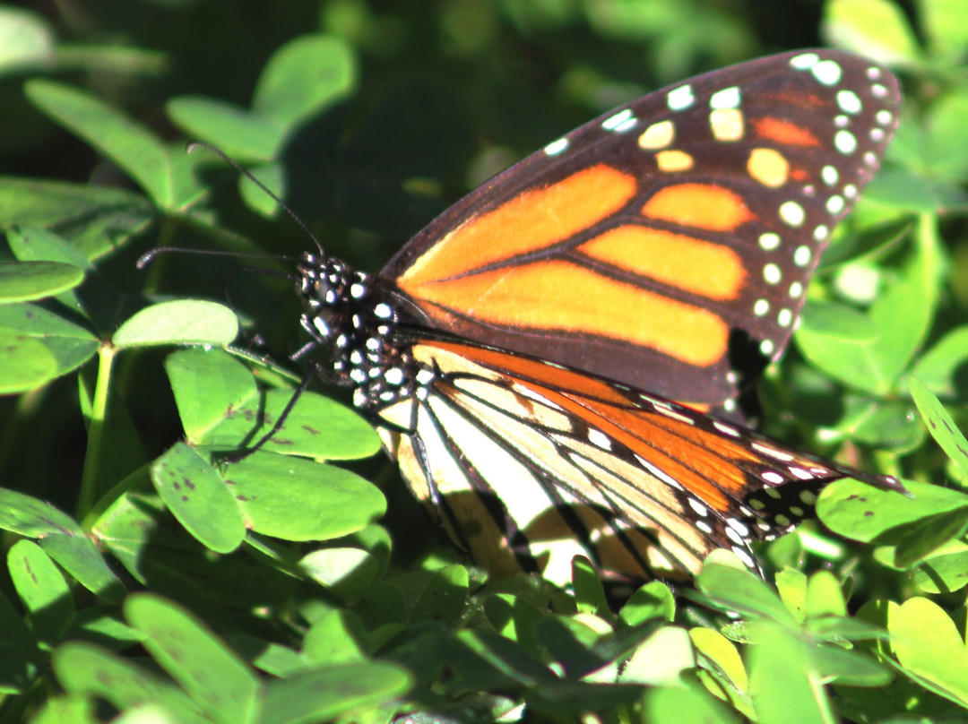 戈利塔旅游景点-Goleta Butterfly Grove