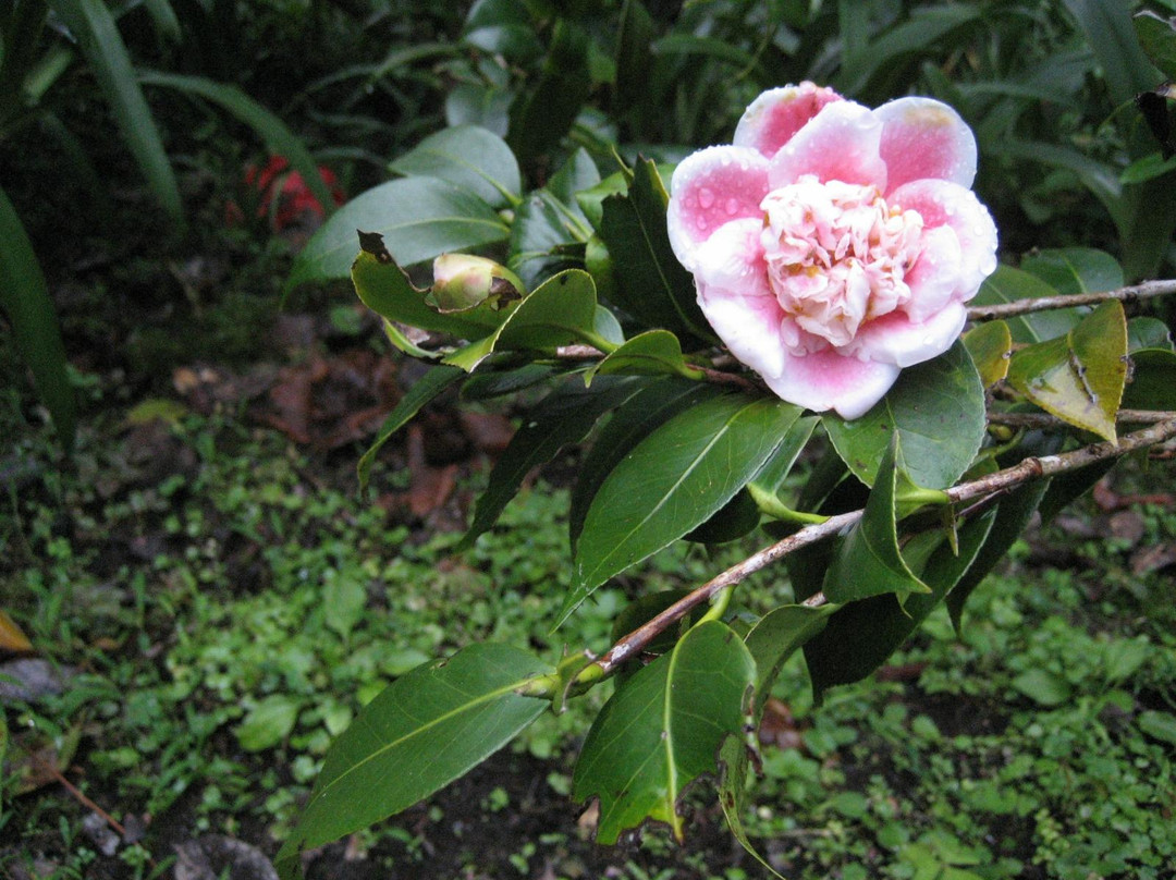Tan's Camellia Garden景点图片