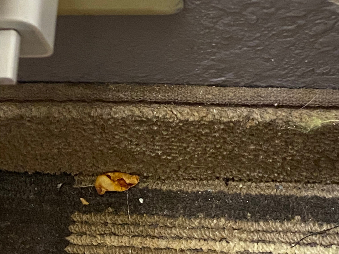 Microtel Inn & Suites by Wyndham Port Charlotte主图