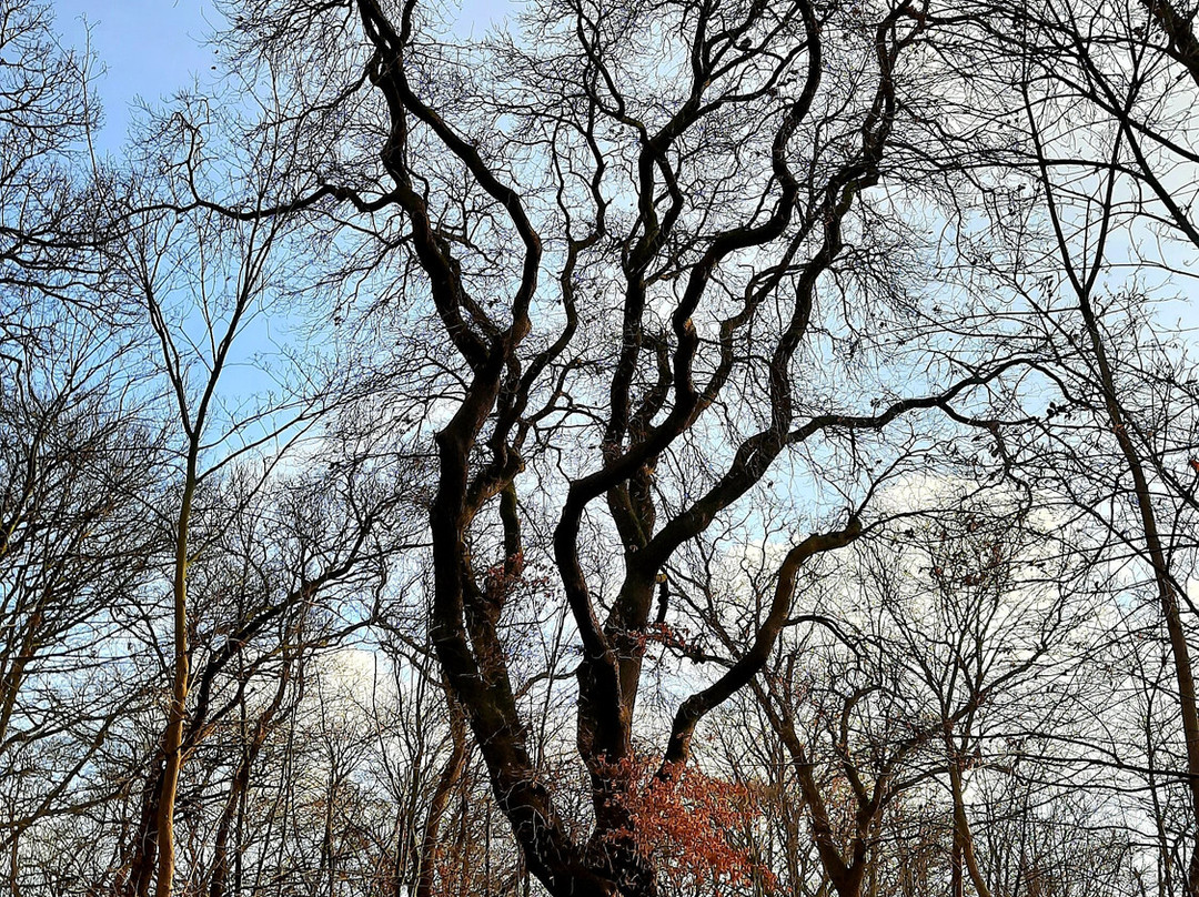 Jungbornpark景点图片