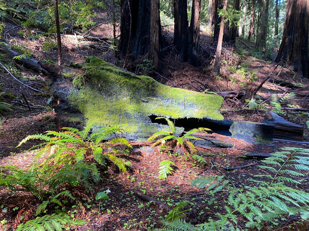 Montgomery Woods State Reserve景点图片
