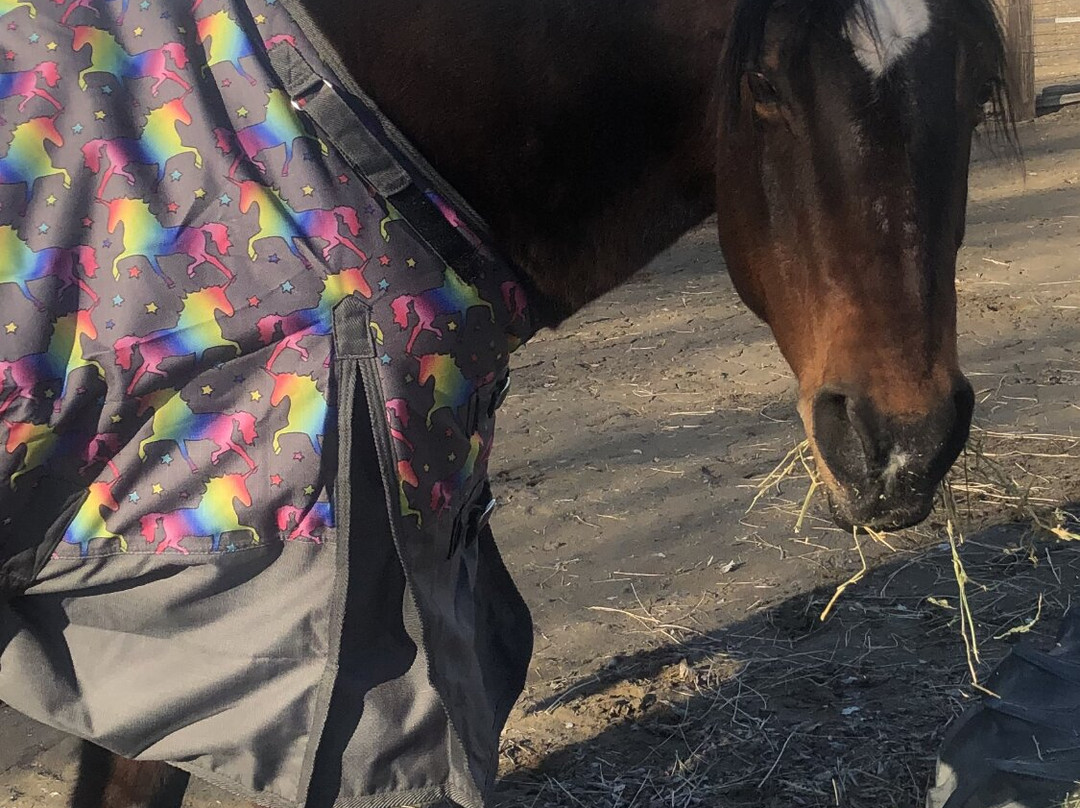 C Horse Ranch-温尼马卡必去景点