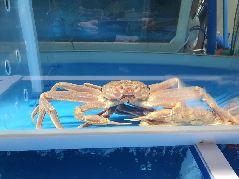 Yeongdeok Crab Village-盈德郡必去景点