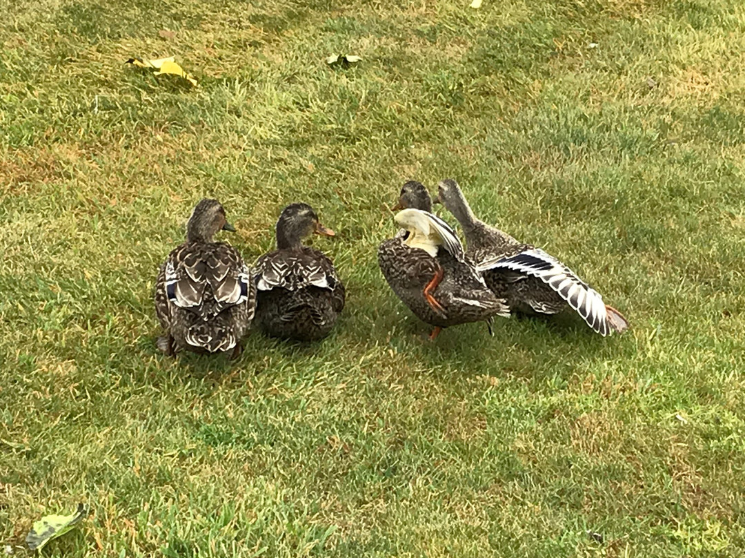 Hiscutt Park-企鹅岛必去景点
