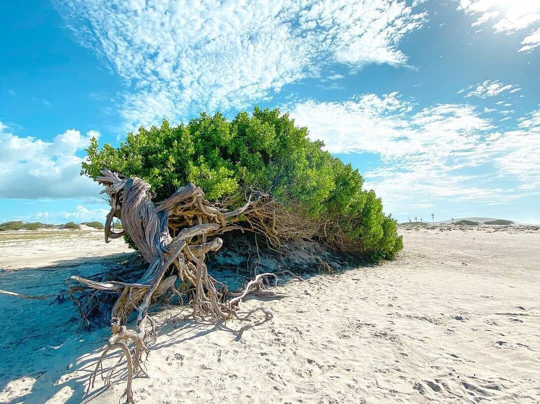 Árvore da Preguiça-杰里科科拉必去景点