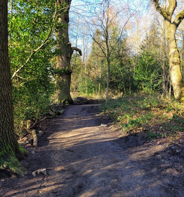 Ecclesall Woods-谢菲尔德必去景点