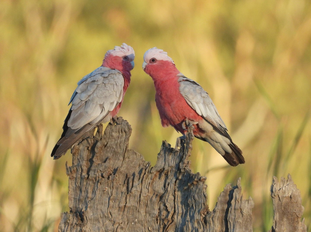 Cobdogla旅游攻略图片