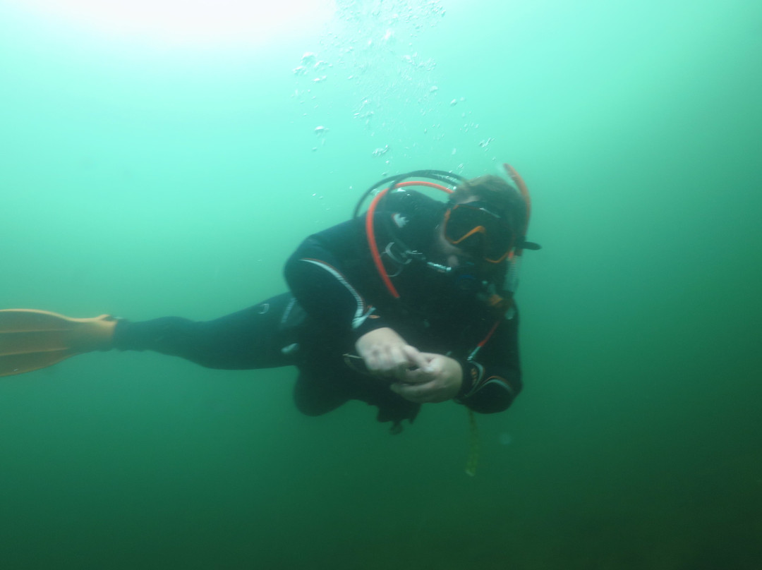 Oyster Diving-伦敦必去景点