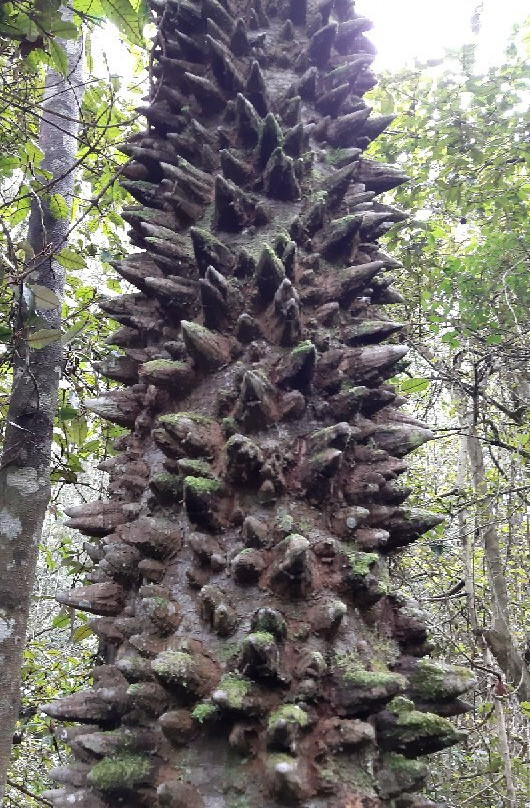 Circles in the Forest Trail-克尼斯纳必去景点