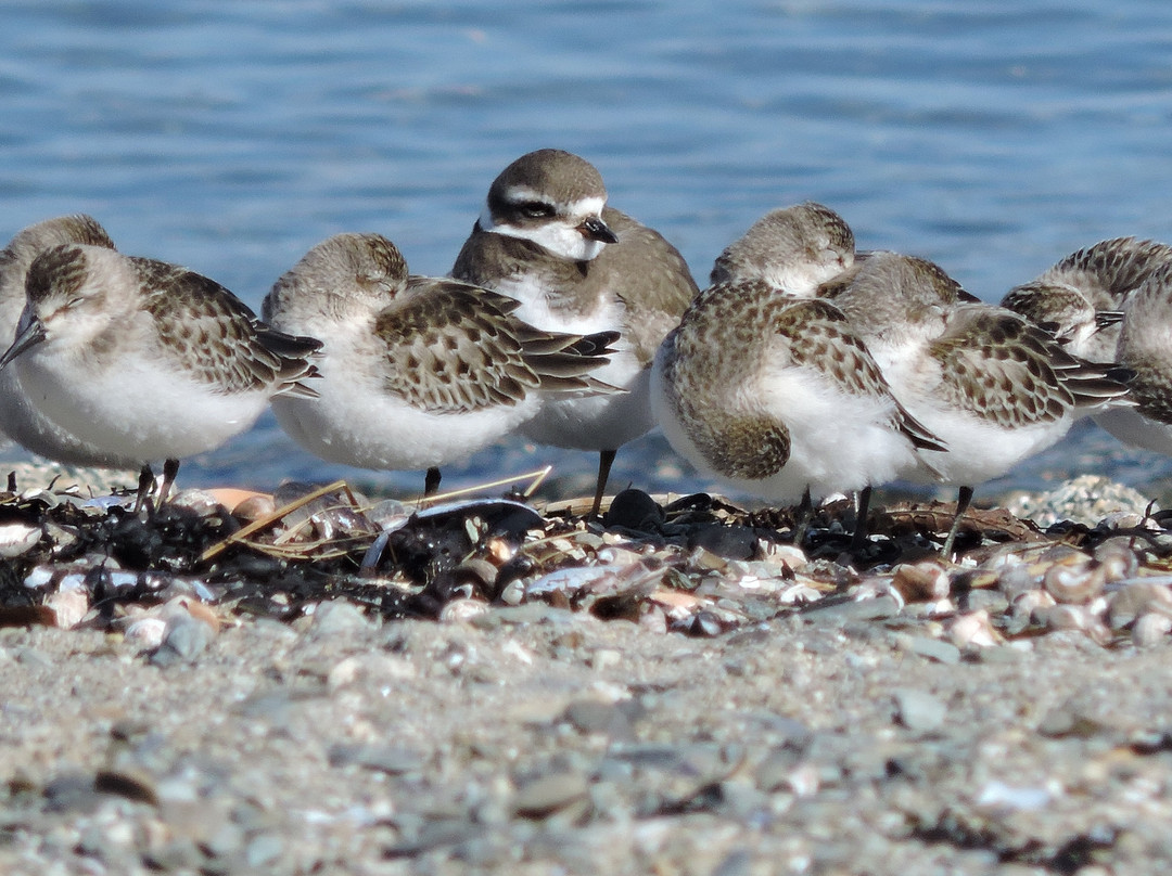 Down East Birdwatching and Nature Tours-巴港必去景点