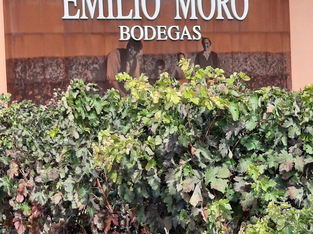 Bodegas Emilio Moro景点图片