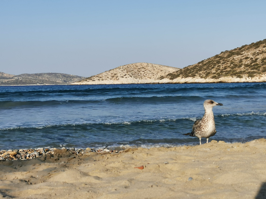 Livadi Beach-Irakleia必去景点