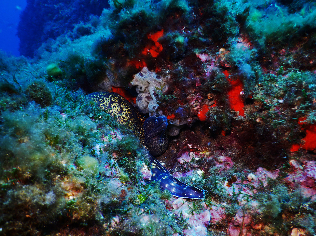 Buceo Isla Negra景点图片