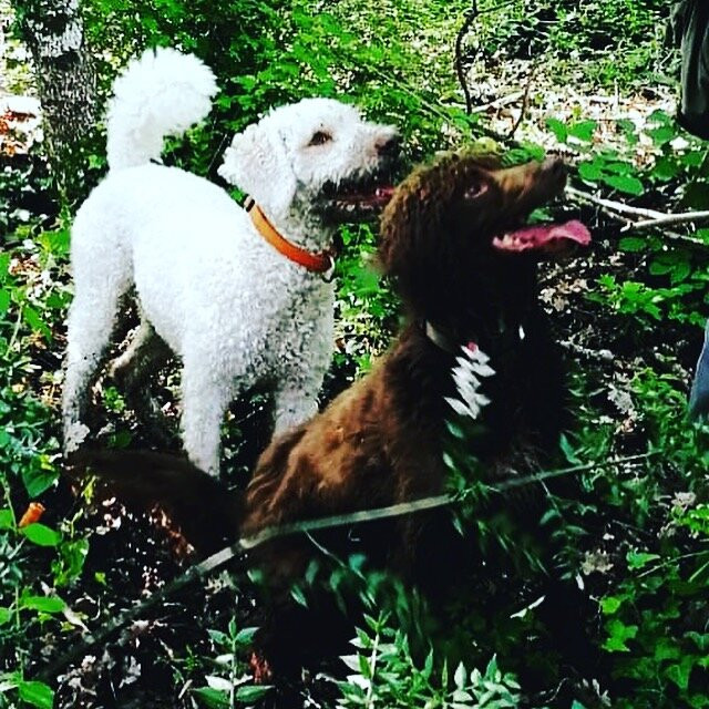 Truffle Hunting in Tuscany景点图片