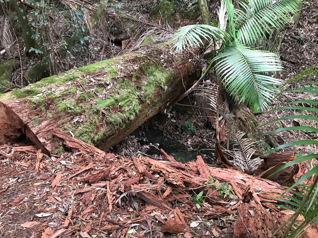 Lamington National Park景点图片