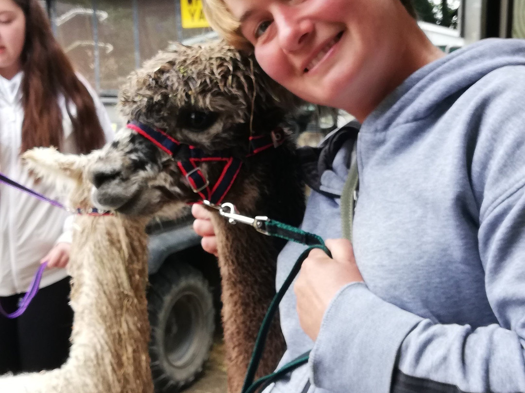 Popham Farm Alpaca Trekking-索尔塔什必去景点