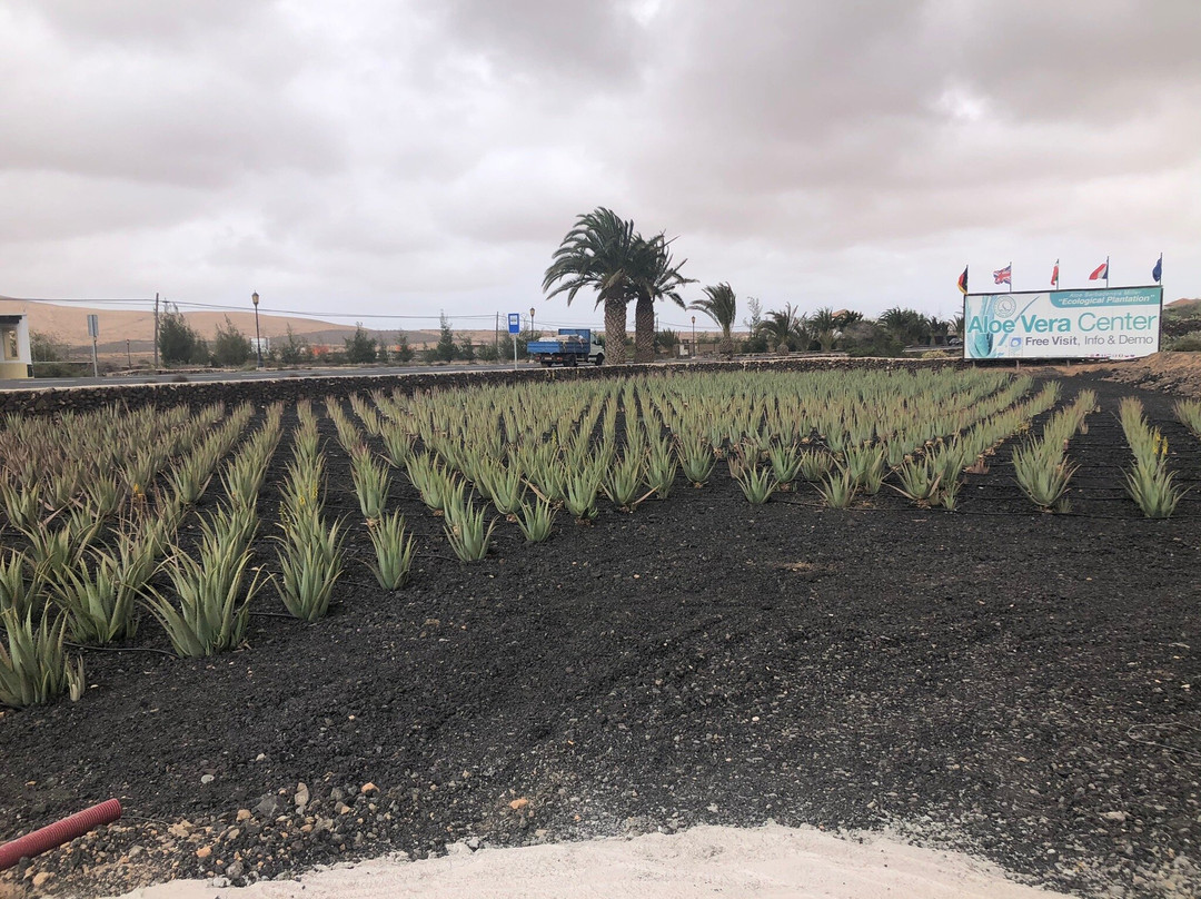 Finca Canarias Aloe Vera景点图片