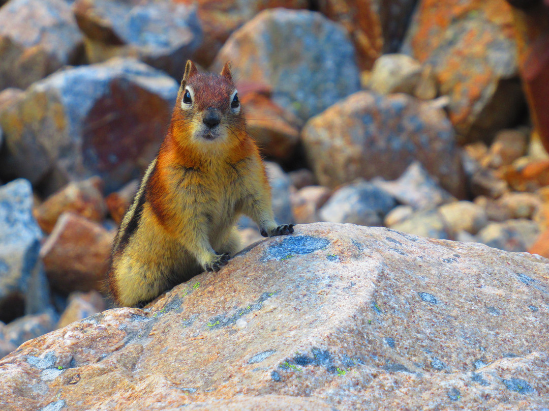 Mount Edith Cavell Trail-贾斯珀国家公园必去景点