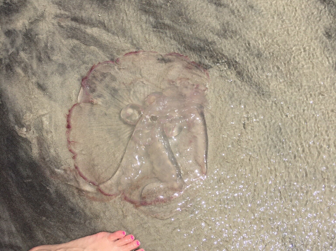 Dauphin Island Public Beach-Dauphin Island必去景点