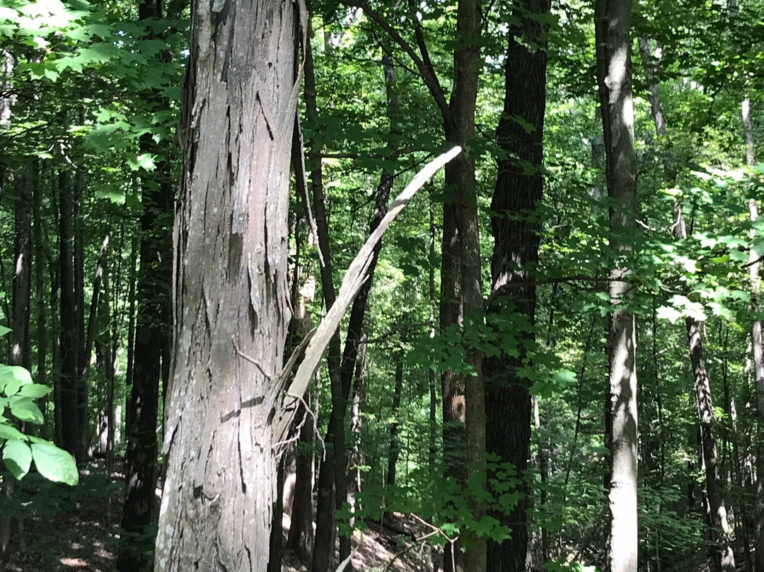 Fox Ridge State Park-Charleston必去景点