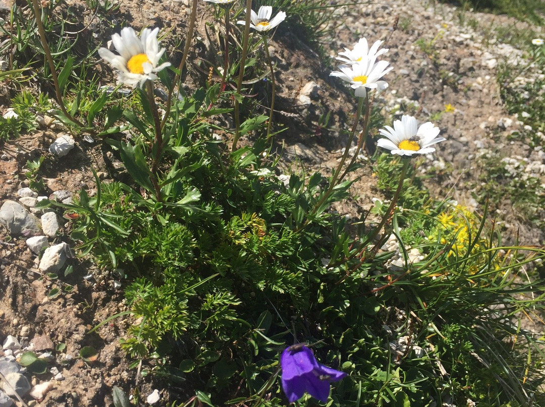 Weisstannen旅游攻略图片