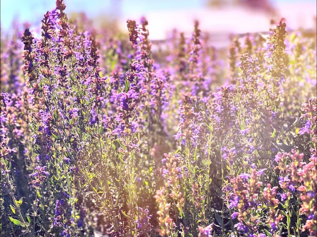 Prince Edward County Lavender景点图片