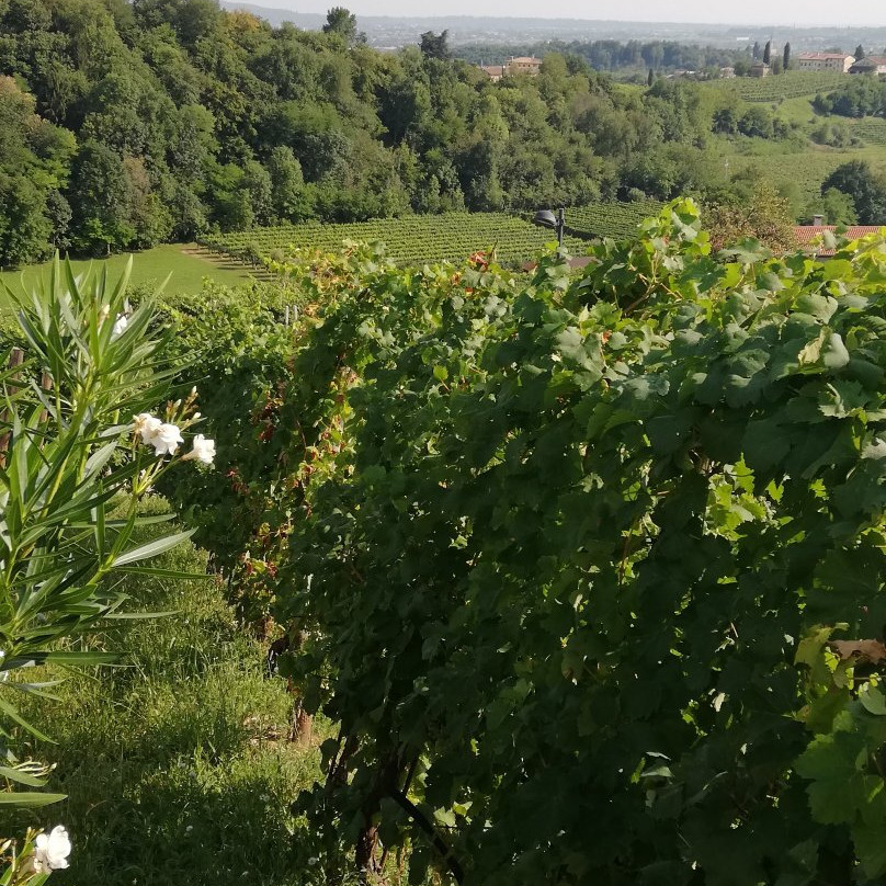 Agriturismo Vedova主图