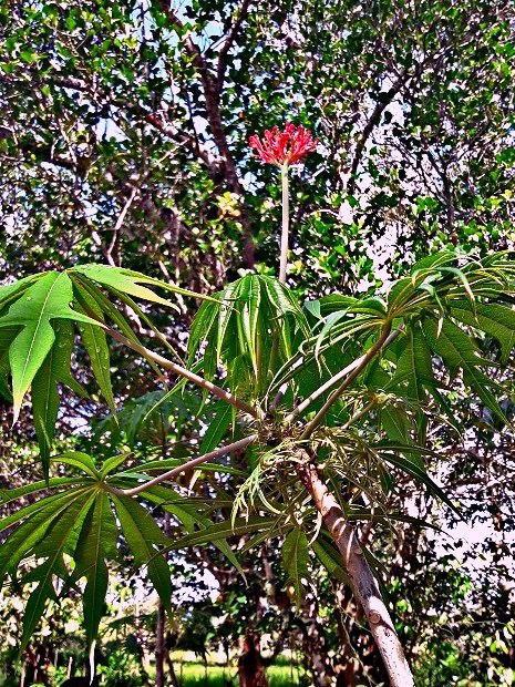 Zanzibar Spice Tour景点图片