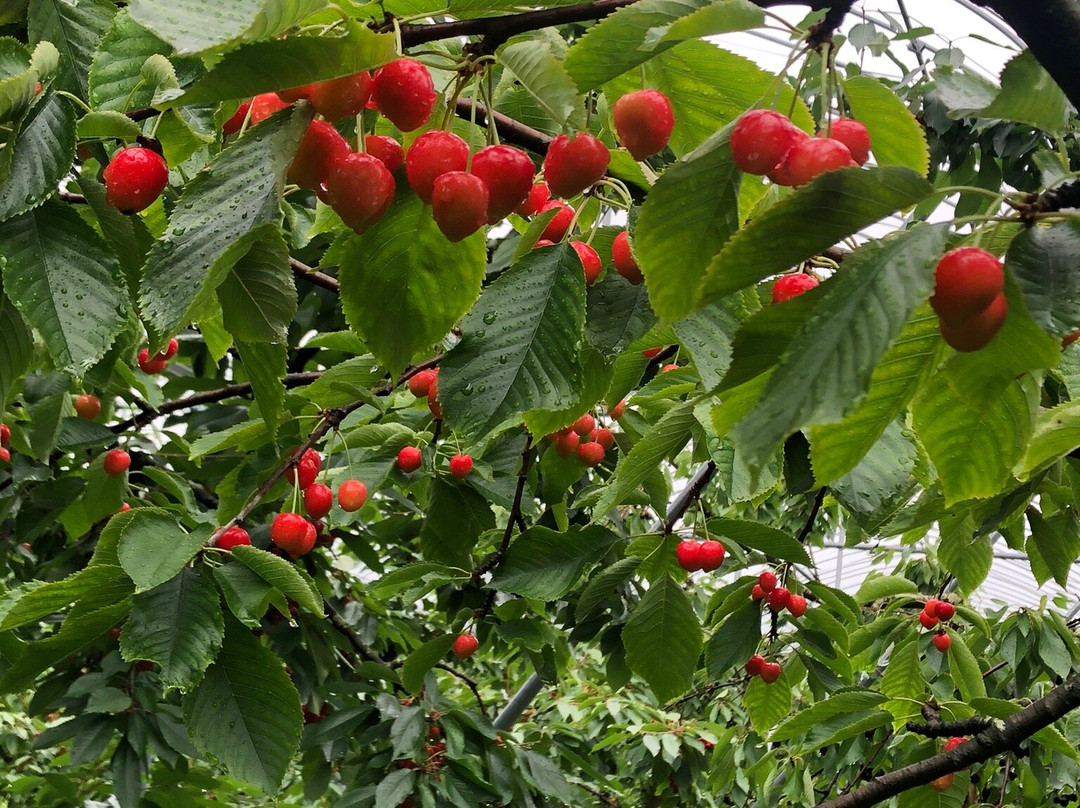 Fujimori Orchards-壮瞥町必去景点