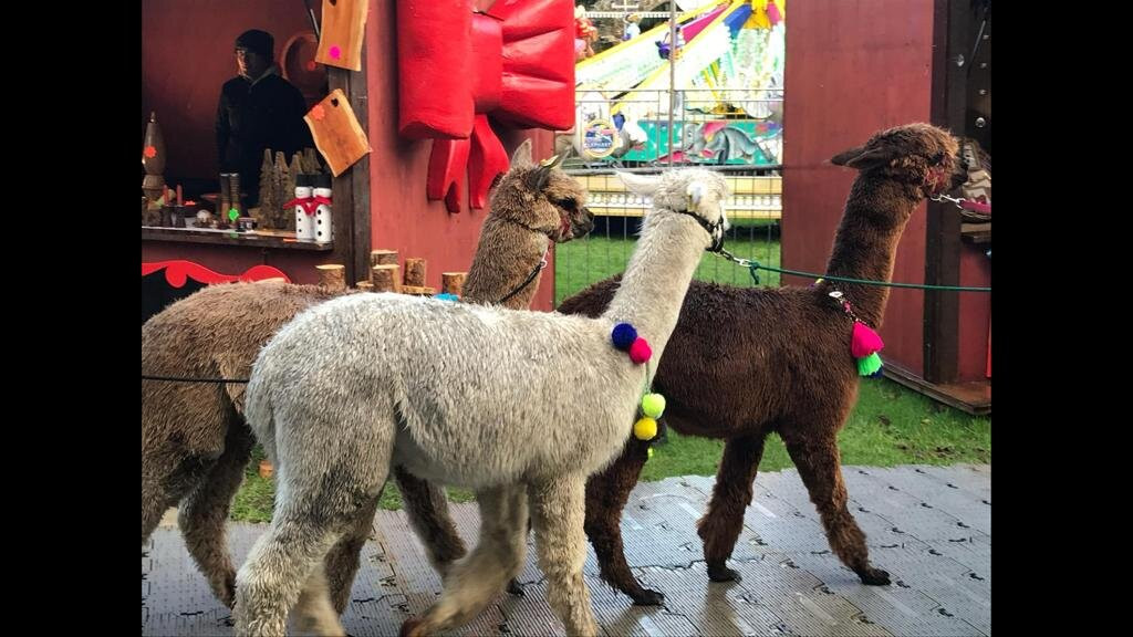 Wicklow Christmas Market-Wicklow必去景点