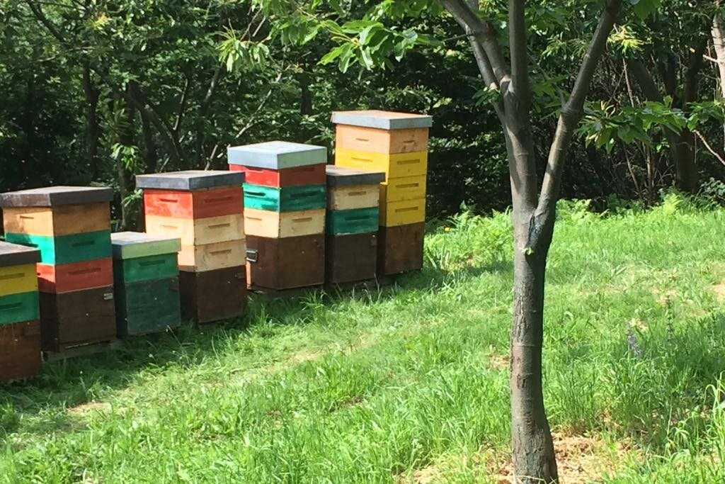 L'Ape Golosina-Narzole必去景点