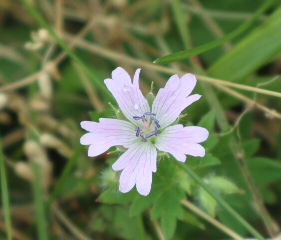 Ibukiyama Driveway-关原町必去景点