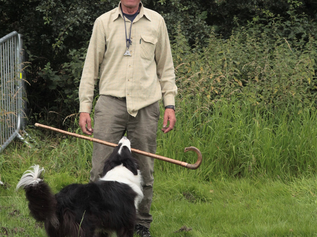 Lake District Sheepdog Experience景点图片