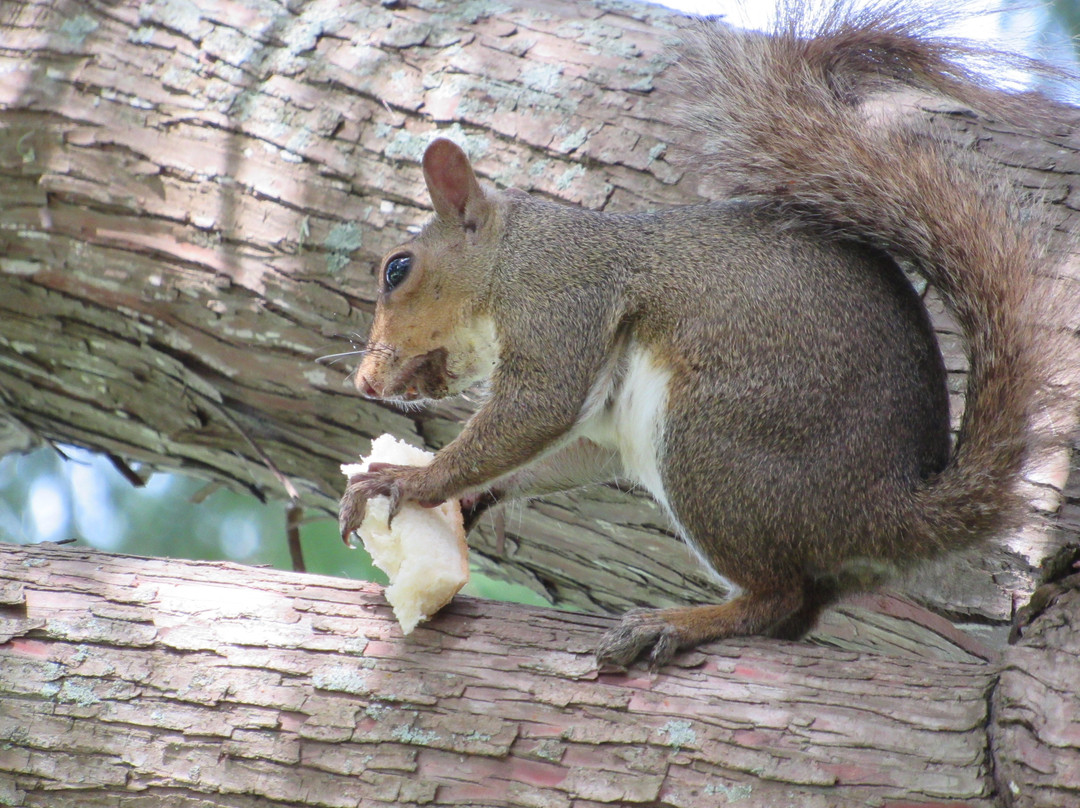 Tuscawilla Park-奥卡拉必去景点