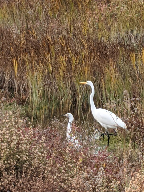 Sunnyvale Bay Trail-森尼韦尔必去景点