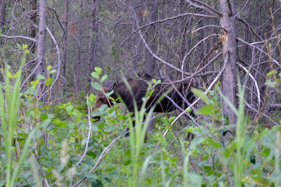 威尔逊麋鹿公路-穆斯必去景点