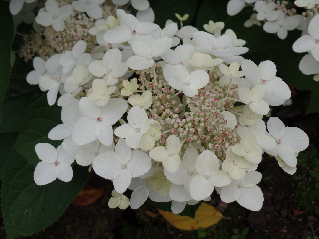 Derby Hydrangeas-德比必去景点