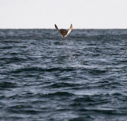 Baja My Love-圣何塞卡波必去景点