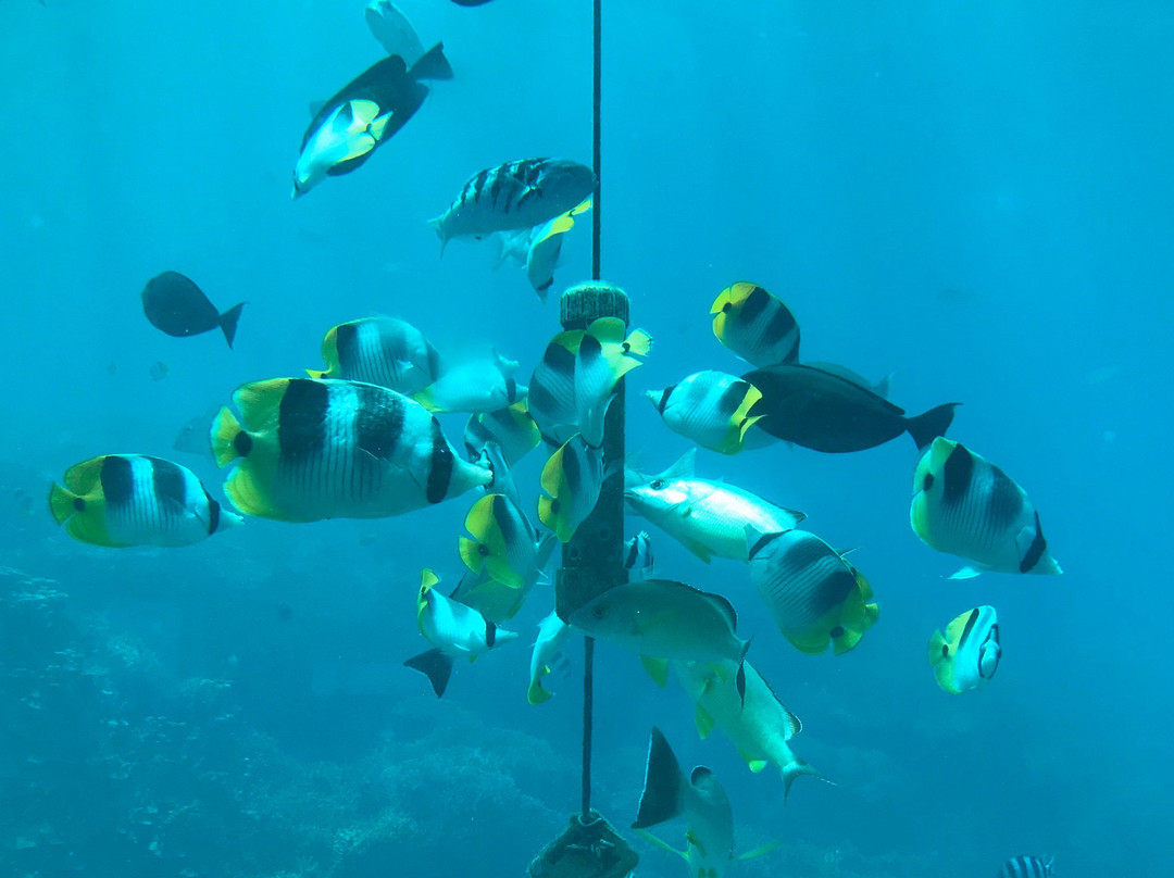 鱼眼海洋公园-Piti必去景点