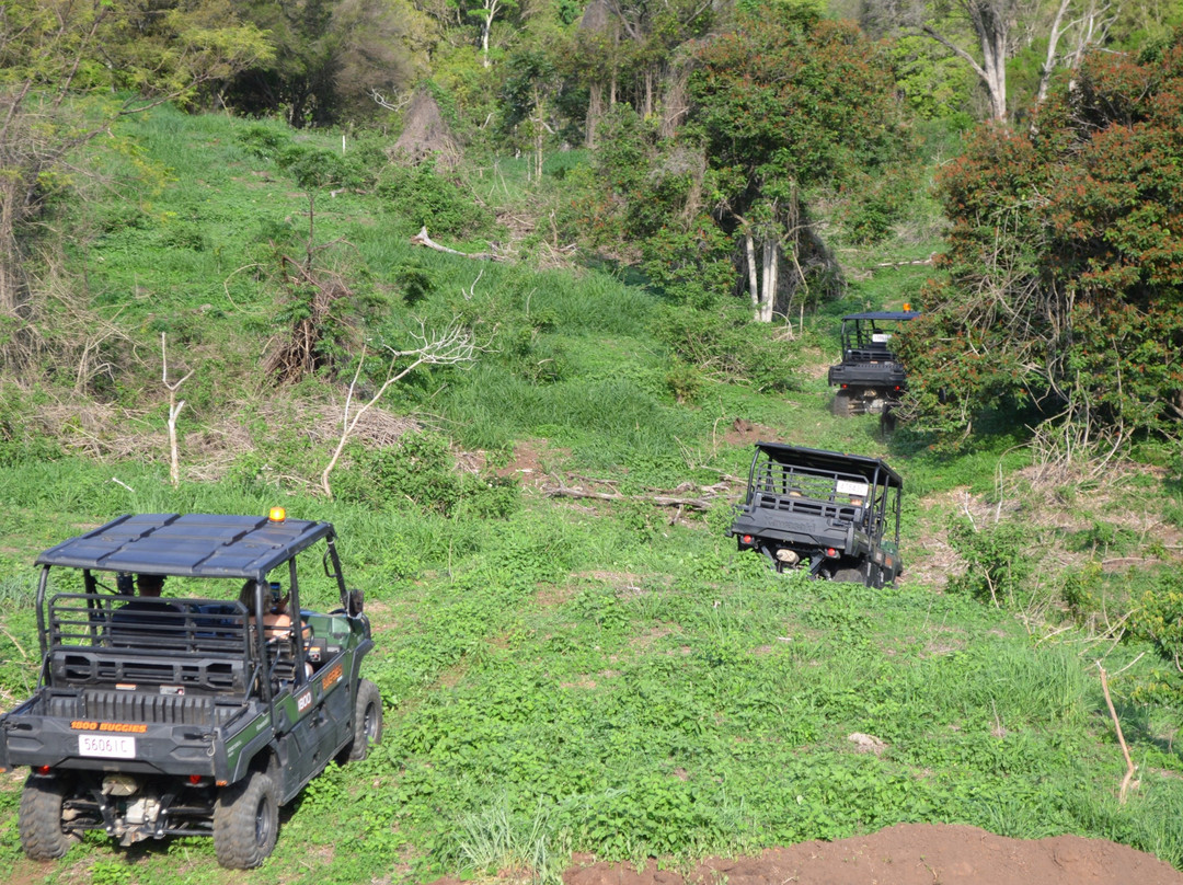 Oz Buggy Tours-Kingaham必去景点