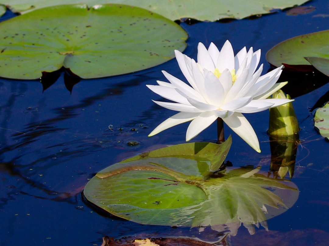 Big Cypress Tours-Uncertain必去景点