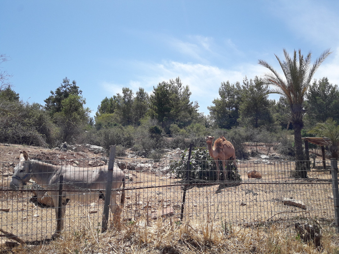 Neot Kedumim Biblical Landscape Reserve景点图片