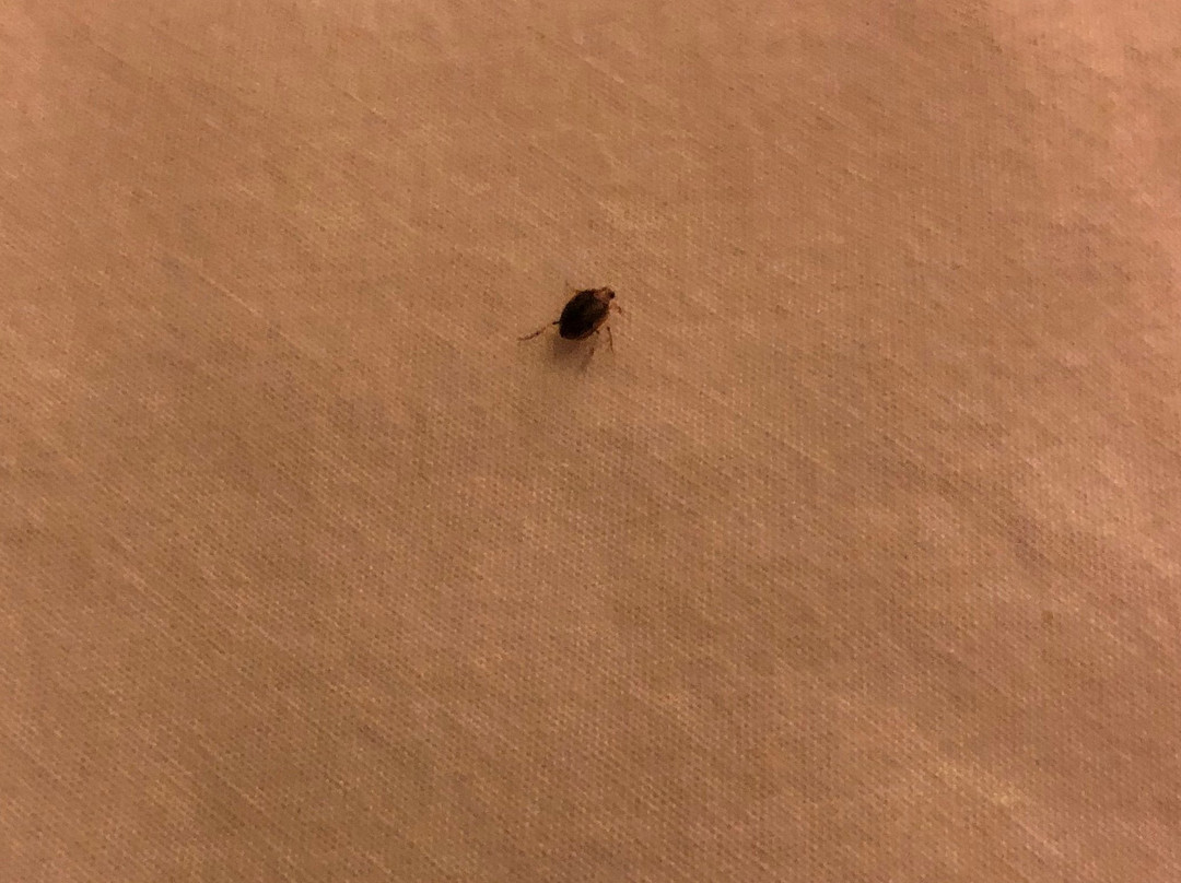 Super 8 by Wyndham Cabot主图